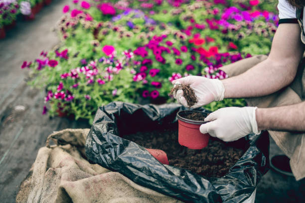 Fertilizers Mauritius: End of Year Harvest and Blooms